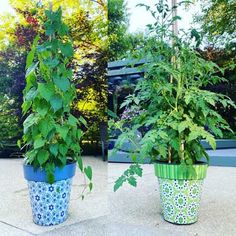 two potted plants sitting next to each other on top of a cement floor in front of trees