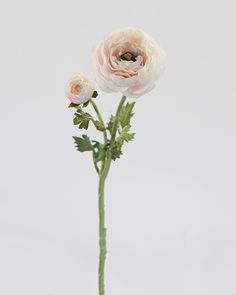 Prestige Botanicals Artificial Light Pink Ranunculus Stem Blush Ranunculus Bouquet, Blush Pink Ranunculus, Apricot Ranunculus, Pale Pink Ranunculus, Persian Buttercup, Butterfly Ranunculus, Floristry Design