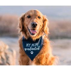 a dog wearing a bandana that says, my mom is an adorable golden retriever