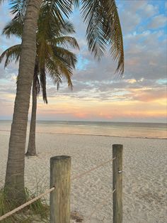 a beach with palm trees and the ocean in the background