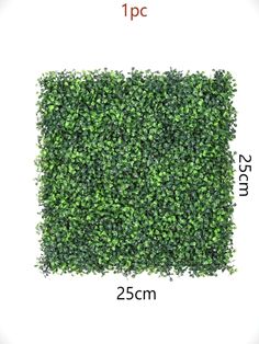 the size and width of a boxwood hedge is shown in front of a white background