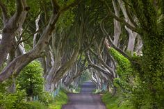 an image of a road that is lined with trees