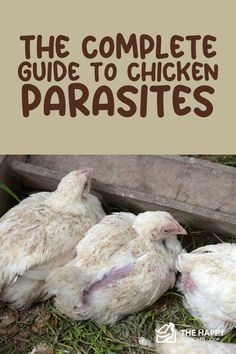 the complete guide to chicken parasites is shown in front of an image of three chickens