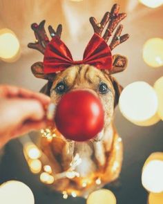 a dog wearing reindeer antlers and a red ball