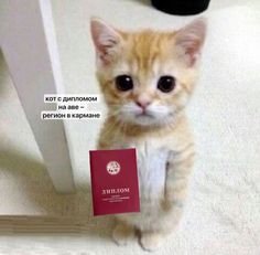 an orange kitten sitting on the floor with a passport in it's paws and looking at the camera