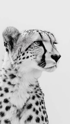 a black and white photo of a cheetah