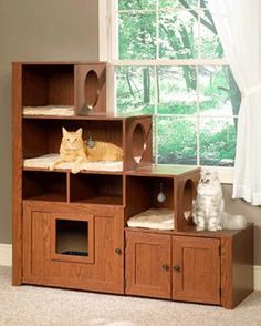 two cats sitting on top of a wooden bookcase in front of a large window