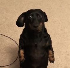 a black and brown dog standing on its hind legs