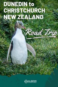 a penguin sitting in the grass with text overlay that reads road trip to dunendin to christ church, new zealand