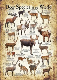 deer species of the world poster