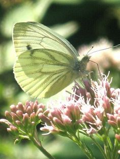 a white butterfly sitting on top of a pink flower