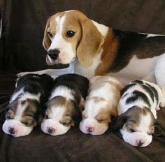 a group of puppies laying on top of each other in front of a couch