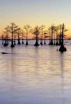 the sun is setting behind some trees in the water and there are no leaves on them