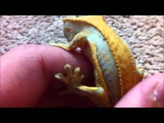 a small yellow and green gecko sitting on top of a person's finger