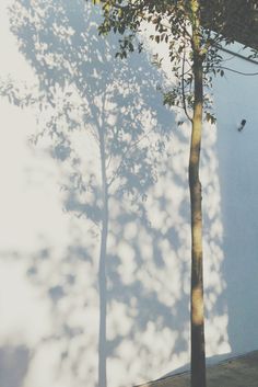 a tree casts a shadow on the wall