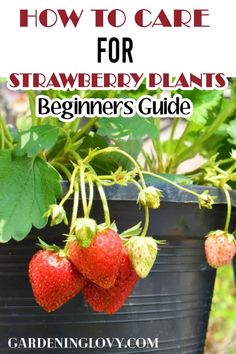 strawberries growing in a pot with the title how to care for strawberry plants beginners guide