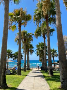 palm trees line the path to the beach