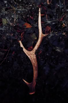 a deer antler laying on the ground surrounded by leaves