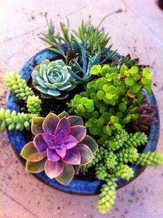 a blue bowl filled with succulents on top of a table