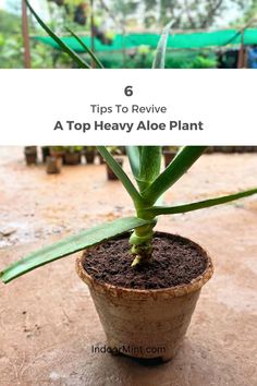 a potted aloe plant with text overlay that reads 6 tips to revive a top heavy aloe plant