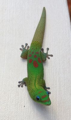 a green gecko sitting on top of a white table