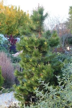 a pine tree in the middle of a garden