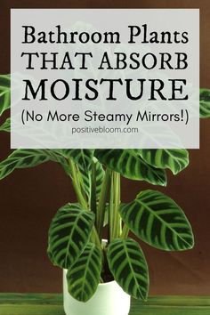 a potted plant with the words bathroom plants that absorb moisture no more steamy mirrors