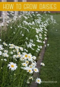 daisies line the side of a house with text overlay that reads how to grow daisies