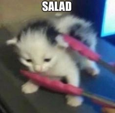 a kitten is playing with a toy on the floor and captioned that it's called salad