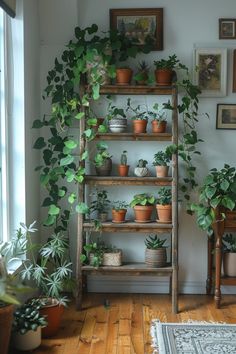 several potted plants sit on shelves in the corner of a room with wooden floors