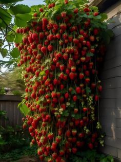 strawberries growing on the side of a house