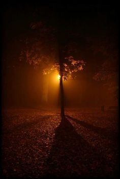 a lone tree in the middle of a park at night with its light shining on it