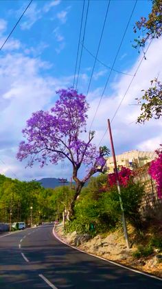 the road is lined with purple flowers and power lines