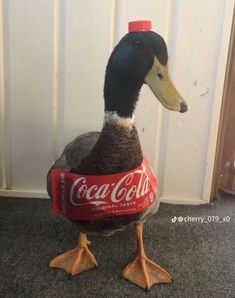 a duck with a coca cola can on it's head