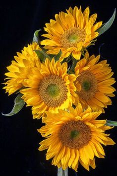 a bunch of yellow sunflowers in a vase on a black background with green leaves