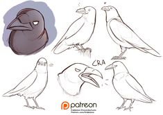 some drawings of different kinds of birds with their beaks open and one bird looking at the