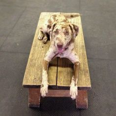 a dog that is laying down on a bench