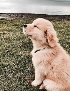 a dog sitting in the grass with its eyes closed looking out at the water and mountains