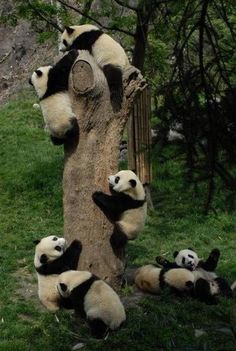 many pandas are laying on the ground near a tree