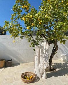 an orange tree with fruit in a basket on the ground next to a white wall