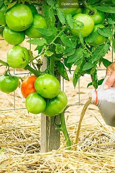 a person pouring water into a plant with green tomatoes on the vine in the background