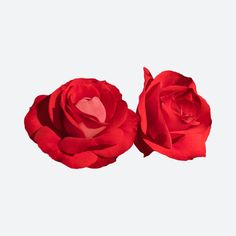 two red roses on a white background one is open and the other has a heart in it