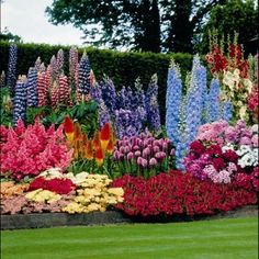 colorful flowers are in the middle of a garden