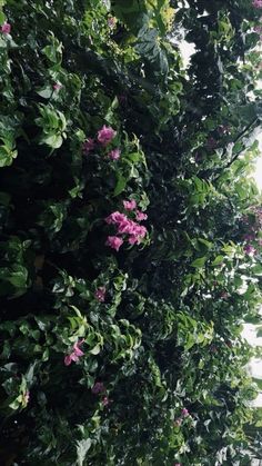 pink flowers growing on the side of a tree