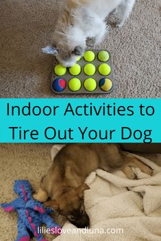 a dog laying on the floor next to a toy with tennis balls and a ball