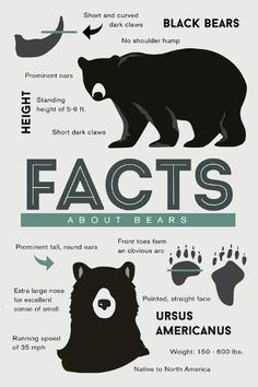 an info poster with bears and bear footprints on it's side, including the words fact