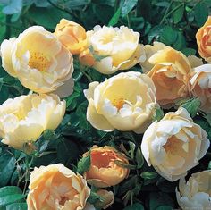 several yellow and white flowers with green leaves