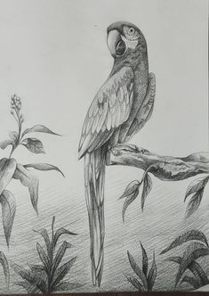 a pencil drawing of a parrot sitting on a tree branch in front of some leaves