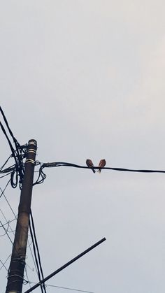 two birds perched on top of power lines