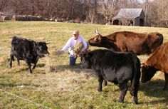 a man is tending to some cows in a field